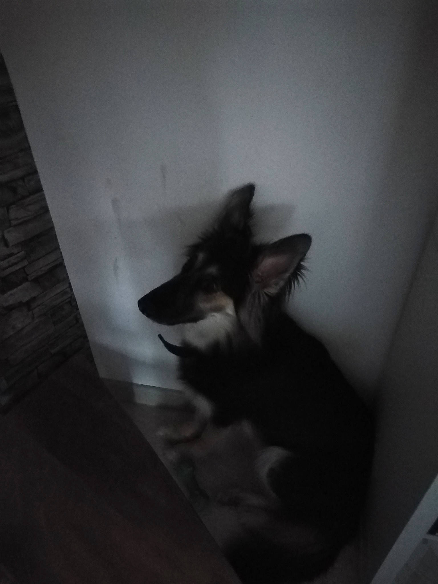 Roxane participe au concours pour gagner de l'argent avec cette photo : canidae, carnivore, cat, darkness, dog_breed, felidae, flash_photography, flooring, fur, grey, monochrome, monochrome_photography, room, shadow, small_to_medium_sized_cats, snout, tail, tints_and_shades, whiskers, wood