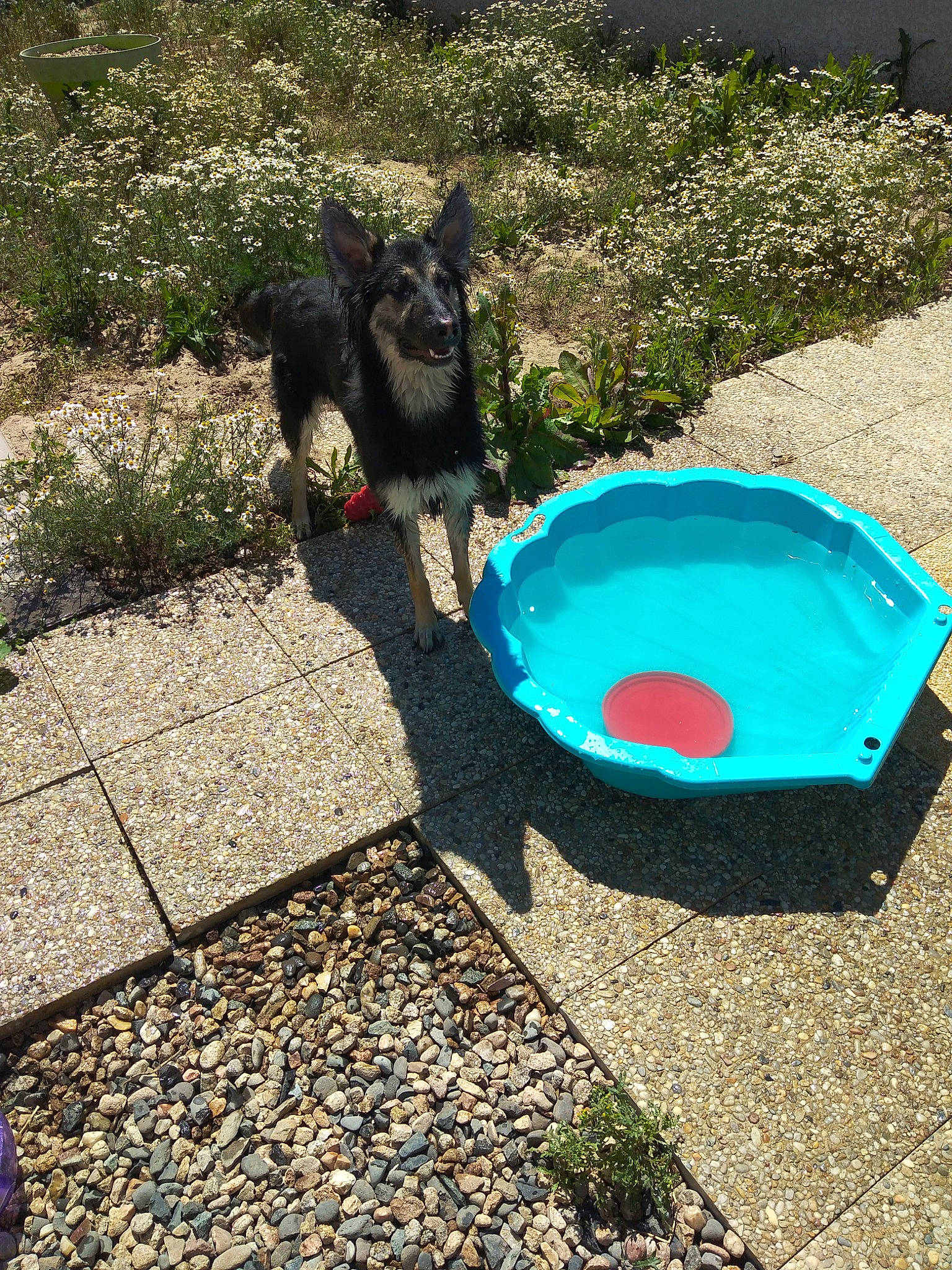 Roxane participe au concours pour gagner de l'argent avec cette photo : asphalt, carnivore, companion_dog, dog, dog_breed, electric_blue, felidae, grass, landscape, leisure, plant, road_surface, shade, soil, sporting_group, tail, terrier, toy_dog, water, working_animal