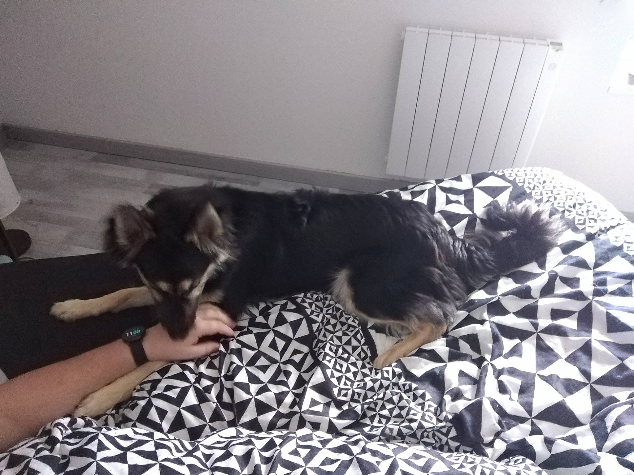 Roxane participe au concours pour gagner de l'argent avec cette photo : bed, bedding, carnivore, comfort, companion_dog, couch, dog, dog_breed, felidae, floor, flooring, fur, linens, living_room, nap, pattern, room, small_to_medium_sized_cats, studio_couch, tail