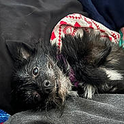 Winston is registered to the contest to win money with this photo: animal, bed, black_fur, blanket, canine, collar, cozy, cute, dog, fur, furry, indoor, lying_down, pet, portrait, relaxed, resting, sleepy, small_dog, white_fur