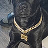dog, black_dog, gold_chain, pet, indoor, floor, wooden_floor, collar, bone_tag, animal, canine, lying_down, curious, attentive, domestic, furniture, slipper, close_up, portrait, pet_accessory