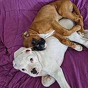 Tao participe au concours pour gagner de l'argent avec cette photo : puppy, dog, brown_dog, white_dog, cuddling, bed, blanket, pet, cute, animal, young_dog, fur, snuggle, resting, sleepy, indoor, companion, friendship, playful, domestic_animal