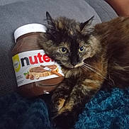 Minette a rejoint le concours — aidez-le/la à gagner de superbes lots ! cat, tortoiseshell, feline, pet, animal, nutella, jar, spread, food, couch, blanket, knitted, cozy, indoor, closeup, fur, whiskers, relaxed, domestic, cute