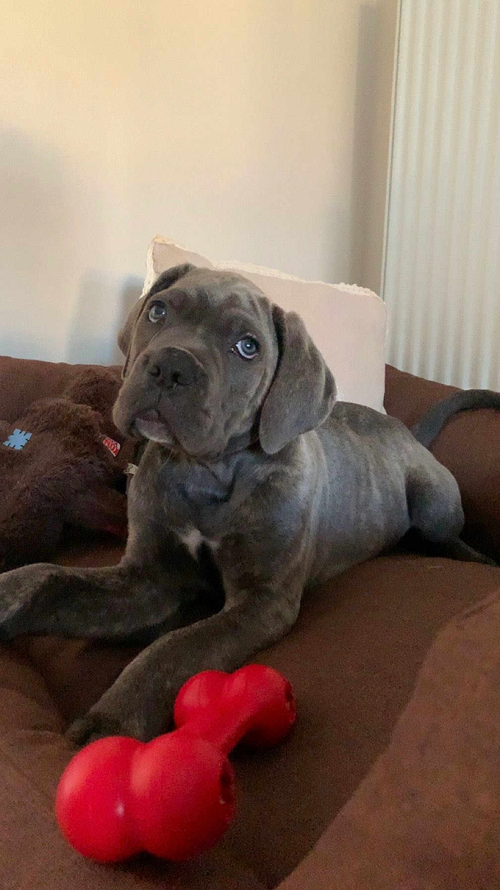 Aïko participe au concours pour gagner de l'argent avec cette photo : puppy, dog, brown_couch, red_toy, indoor, pet, cute, young_dog, canine, relaxed, cozy, home, furniture, toy, looking_up, ears, snout, fur, domestic_animal, companion