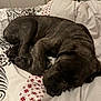 Aïko a rejoint le concours — aidez-le/la à gagner de superbes lots ! dog, puppy, sleeping, bed, blanket, brindle, cozy, indoor, resting, cute, animal, pet, fur, calm, domestic_animal, relaxation, comfort, canine, mammal, snuggle