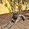 Aïko a rejoint le concours — aidez-le/la à gagner de superbes lots ! animal, backyard, brindle, canine, daylight, dog, goalpost, ground_cover, leaves, nature, outdoor, pet, plants, relaxed, resting, shadows, soccer_ball, sunny, wooden_deck, yellow_wall