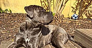 Aïko participe au concours pour gagner de l'argent avec cette photo : animal, brindle, canine, daylight, dog, domestic_animal, garden, nature, outdoor, pet, plant_shadows, relaxed, resting, shade, soccer_ball, summer, sunlight, tree, wooden_decking, yellow_wall