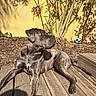 animal, brindle, canine, daylight, dog, domestic_animal, garden, nature, outdoor, pet, plant_shadows, relaxed, resting, shade, soccer_ball, summer, sunlight, tree, wooden_decking, yellow_wall