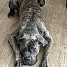 Aïko participe au concours pour gagner de l'argent avec cette photo : animal, brindle, brown, canine, dog, domestic_animal, ears, eyes, face, floor, front_legs, indoor, large_dog, looking_at_camera, lying_down, muzzle, nails, pet, resting, wooden_floor