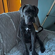 Aïko a rejoint le concours — aidez-le/la à gagner de superbes lots ! dog, puppy, indoor, couch, blanket, chew_toy, pet, fur, sitting, looking, canine, animal, domestic, relaxed, home, furniture, snack, tongue, ears, young