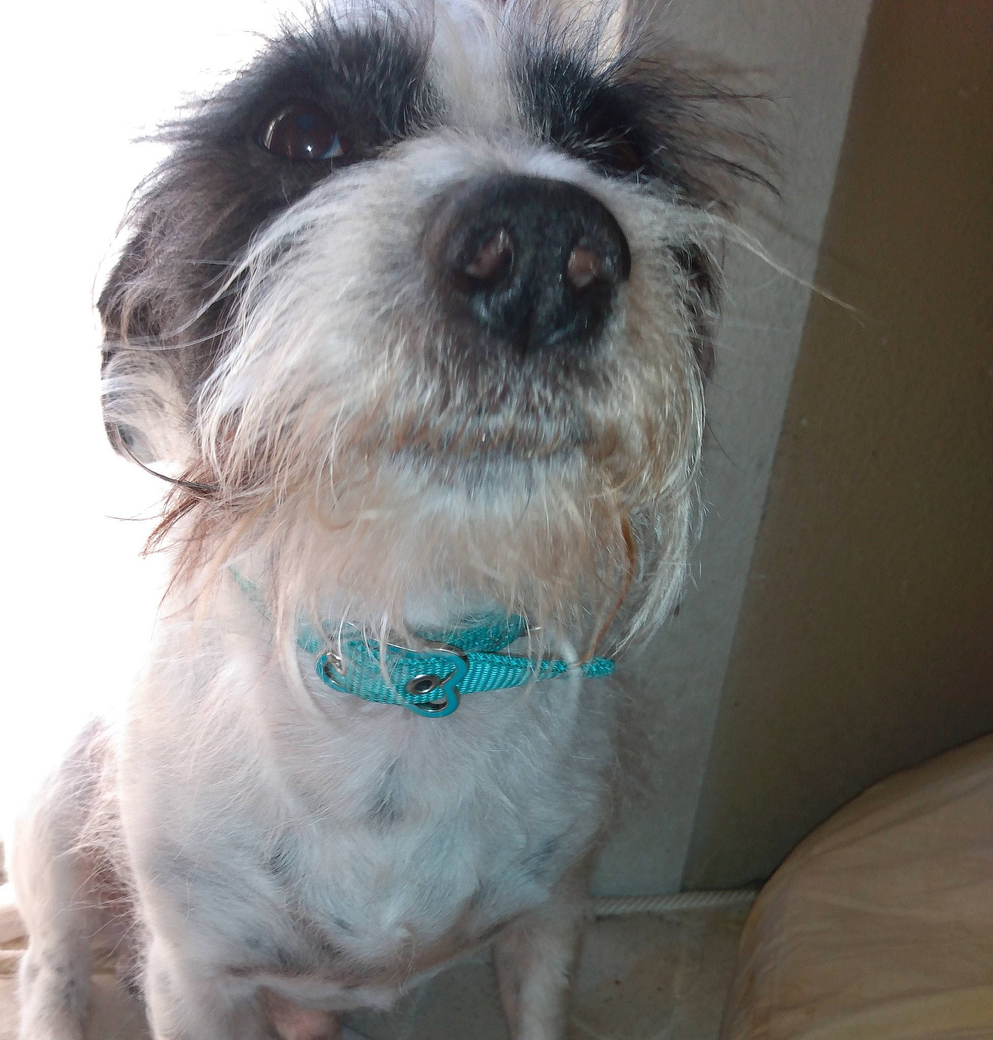 Boo Bear is registered to the contest to win money with this photo: canidae, carnivore, collar, companion_dog, dog, dog_breed, dog_collar, dog_supply, fawn, fur, liver, mammal, pet_supply, snout, sporting_group, teal, terrier, toy_dog, working_animal, working_dog