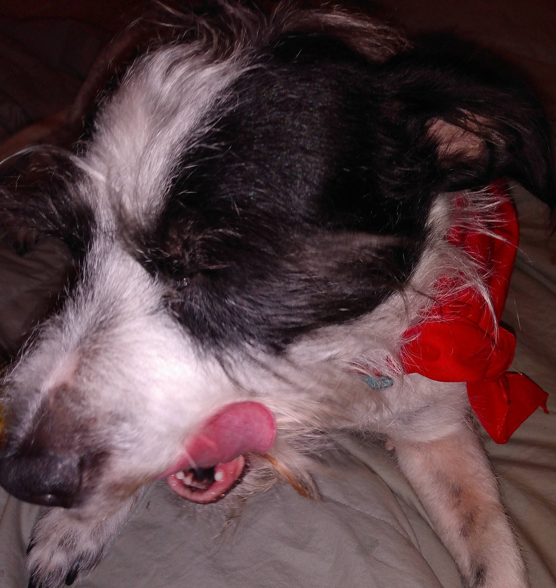Boo Bear is registered to the contest to win money with this photo: australian_collie, border_collie, canidae, carnivore, companion_dog, dog, dog_breed, fur, herding_dog, hunting_dog, jaw, paw, snout, sporting_group, texas_heeler, tongue, tooth, whiskers, working_animal, working_dog