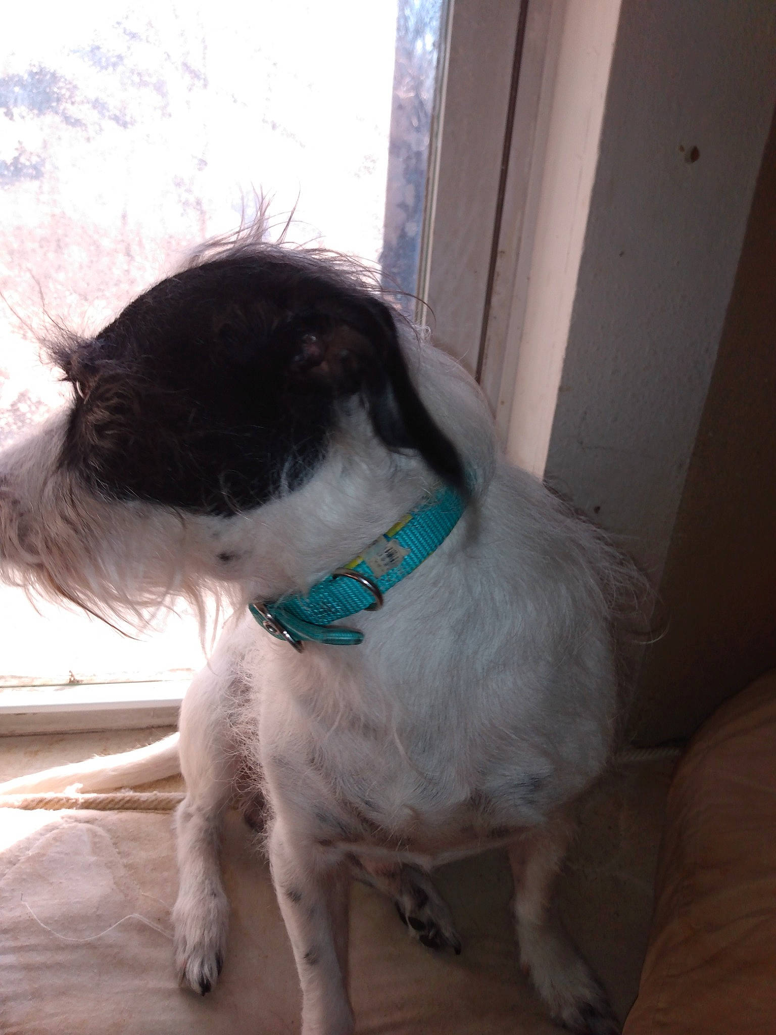 Boo Bear is registered to the contest to win money with this photo: canidae, carnivore, collar, companion_dog, dog, dog_breed, dog_collar, dog_supply, fawn, flooring, fur, non_sporting_group, pet_supply, snout, sporting_group, tail, terrier, toy_dog, whiskers, working_animal