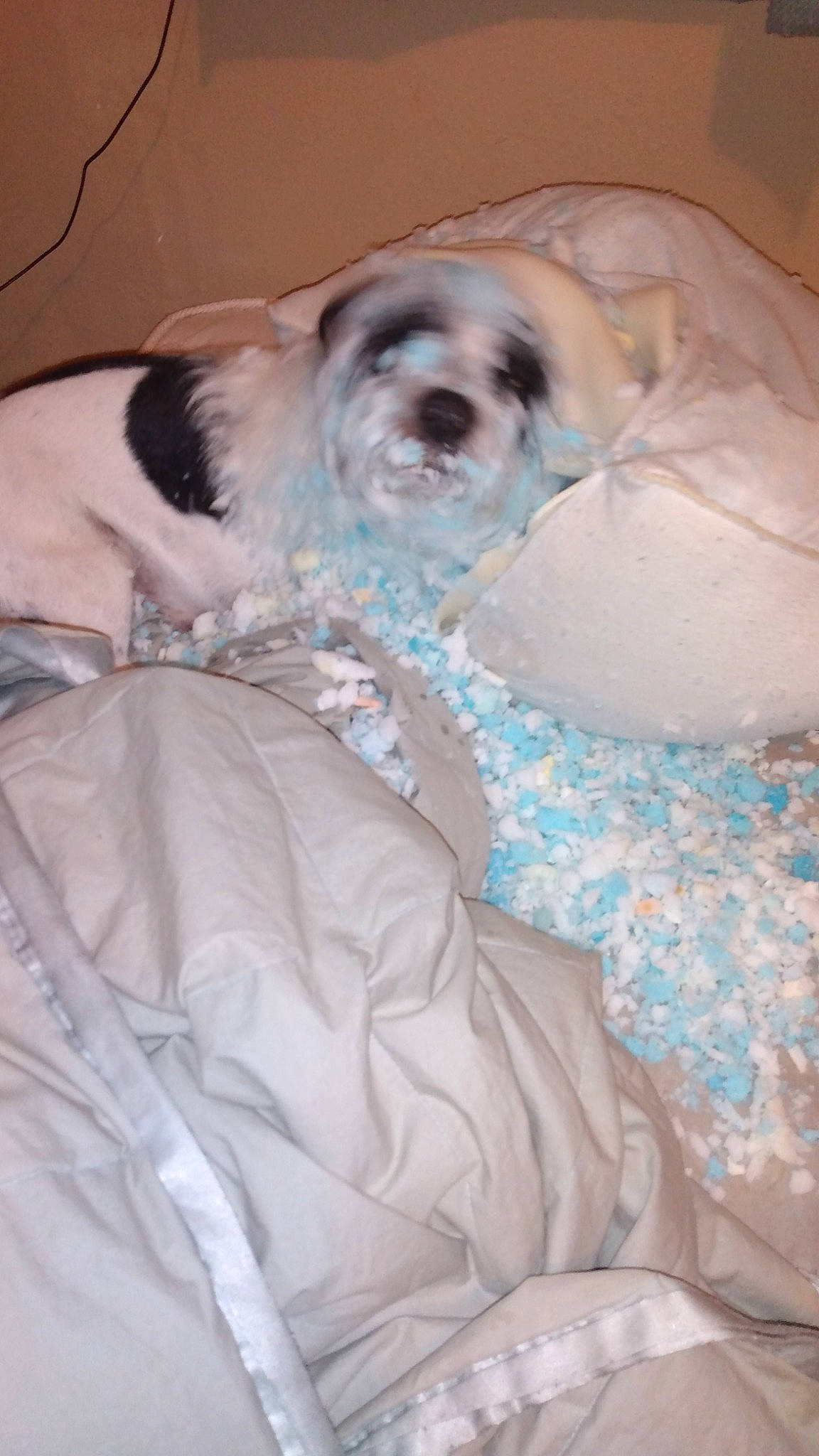 Boo Bear is registered to the contest to win money with this photo: bed, bedding, canidae, carnivore, comfort, companion_dog, dog, dog_breed, dog_clothes, dog_supply, fawn, fur, linens, puppy_love, small_terrier, snout, sporting_group, terrier, toy_dog, working_animal