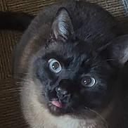 Alphonse joined the competition — help win amazing prizes! cat, siamese, blue_eyes, tongue_out, pet, animal, feline, curious, carpet, indoor, closeup, whiskers, ears, fur, cute, looking_up, domestic, mammal, playful, home