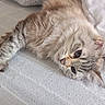 cat, tabby_cat, fluffy, pet, animal, lying_down, relaxed, sleepy, upside_down, fur, whiskers, eyes, face, sofa, couch, blanket, home, indoor, cozy, portrait