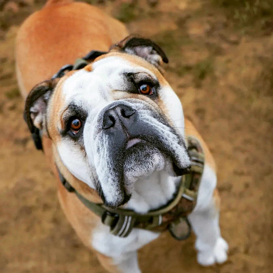 Tom a rejoint le concours — aidez-le/la à gagner de superbes lots ! animal, boxer, bulldog, canine, dog, frenchbulldog, hound, leash, pet, pitbull, puppy, snout