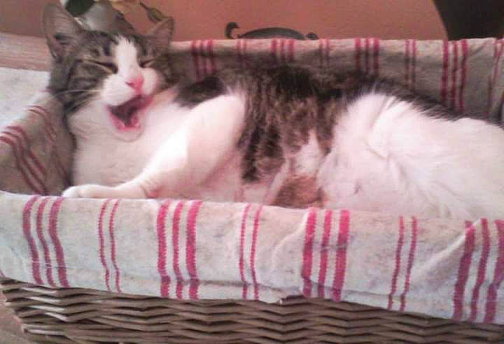 Gaia a rejoint le concours — aidez-le/la à gagner de superbes lots ! basket, carnivore, cat, cat_bed, cat_furniture, cat_supply, comfort, couch, domestic_short_haired_cat, felidae, fur, linens, nap, paw, pet_supply, small_to_medium_sized_cats, snout, tail, textile, whiskers