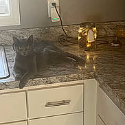 Precious joined the competition — help win amazing prizes! cat, gray_cat, kitchen, countertop, marble, jar, fairy_lights, glowing, modern, cabinet, drawer, window, plug, power_outlet, cord, relaxed, pet, indoor, animal, curious