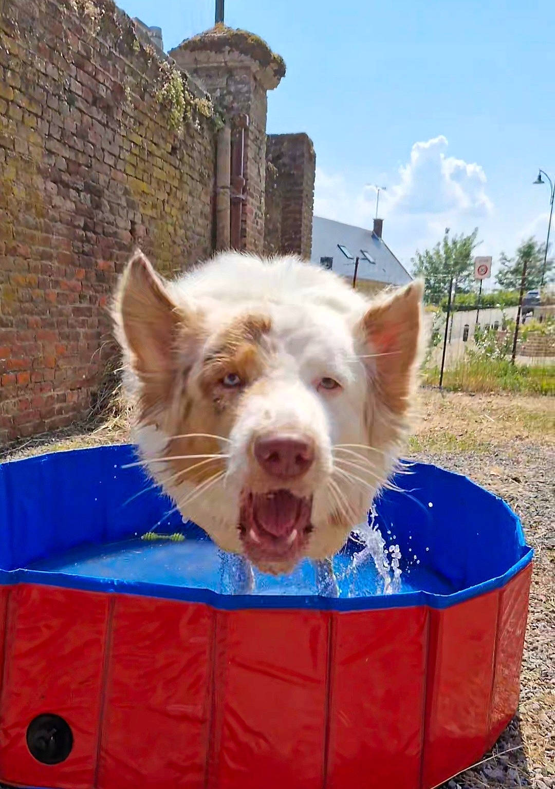 Suki participe au concours pour gagner de l'argent avec cette photo : bovine, building, canidae, carnivore, cloud, companion_dog, dog_breed, electric_blue, fawn, goats, grass, livestock, plant, sky, snout, sporting_group, suidae, tree, whiskers, working_animal