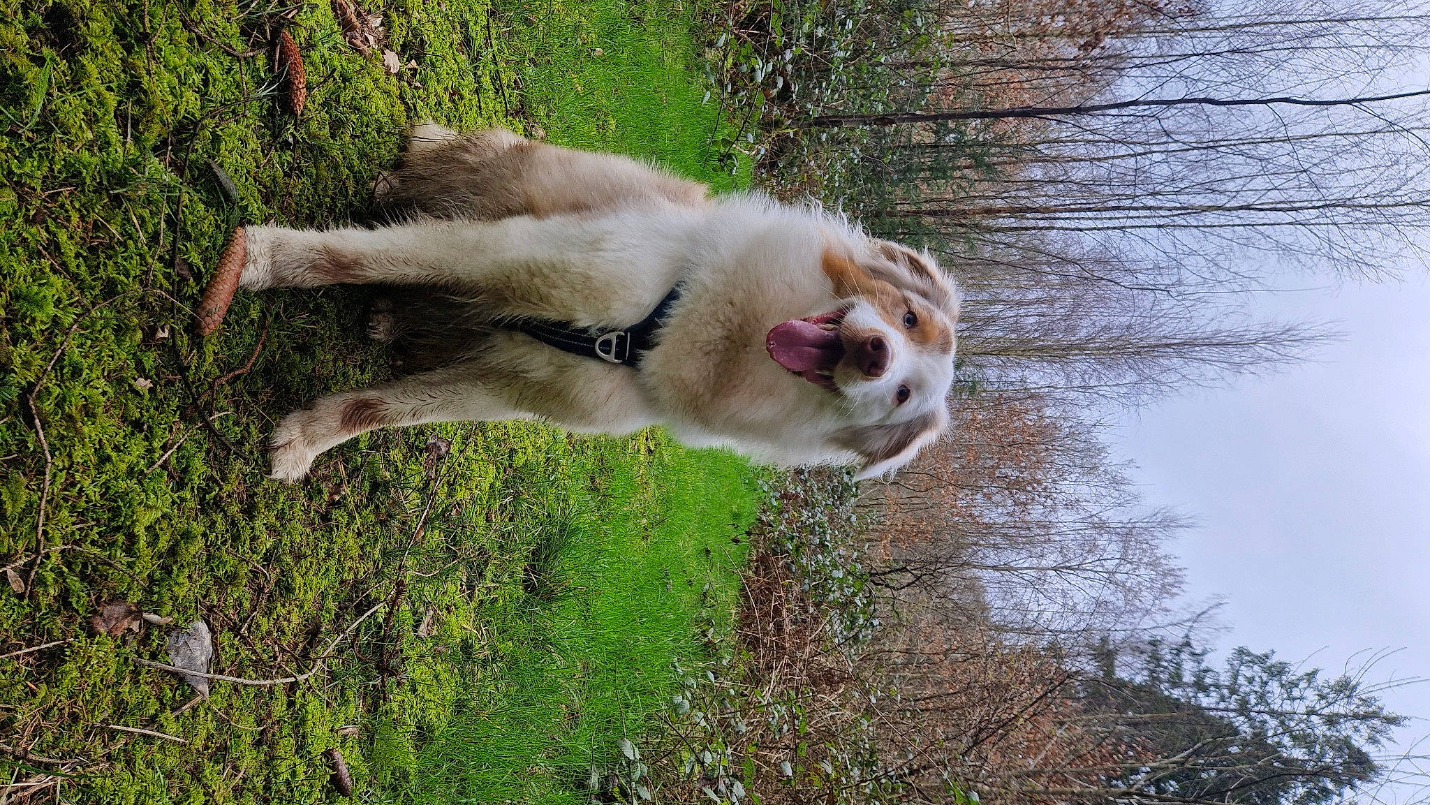 Suki a rejoint le concours — aidez-le/la à gagner de superbes lots ! canidae, carnivore, companion_dog, dog, dog_breed, fawn, felidae, fur, grass, pasture, plant, small_to_medium_sized_cats, sporting_group, tail, terrestrial_animal, tree, water, whiskers, wildlife, working_animal