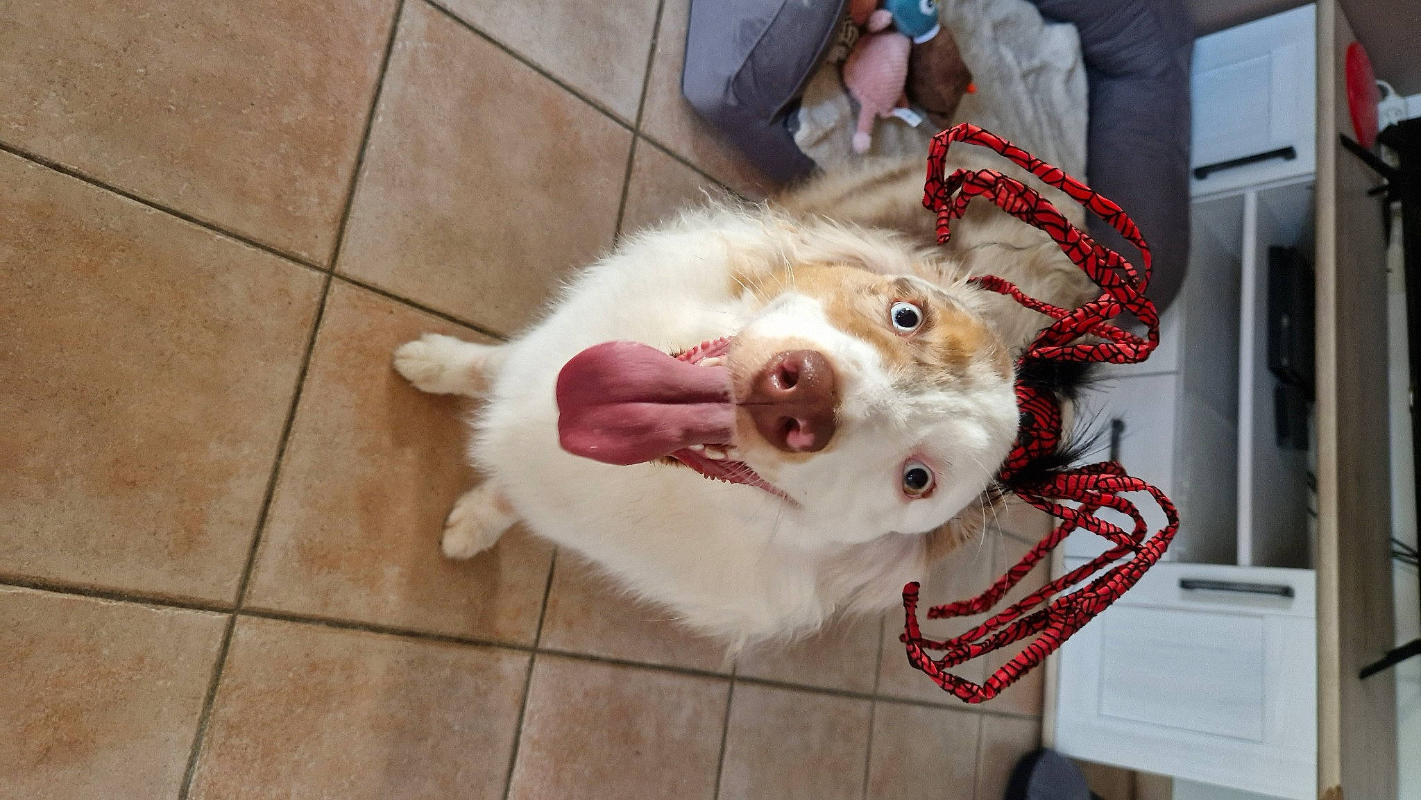 Suki a rejoint le concours — aidez-le/la à gagner de superbes lots ! canidae, collar, companion_dog, dog, dog_breed, dog_collar, fawn, flooring, fur, hardwood, jaw, leash, non_sporting_group, paw, terrier, tile_flooring, whiskers, working_animal