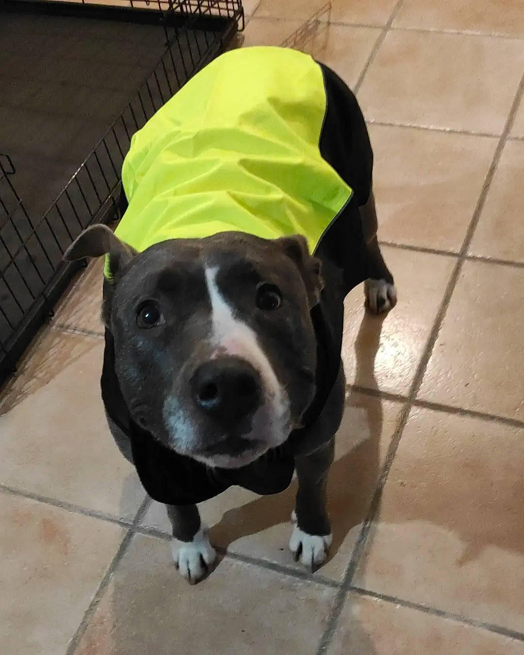 Boussa participe au concours pour gagner de l'argent avec cette photo : carnivore, collar, companion_dog, dog, dog_breed, dog_clothes, dog_supply, fashion_accessory, fawn, flooring, fur, hat, leash, personal_protective_equipment, pet_supply, sporting_group, t_shirt, tile_flooring, whiskers, working_animal