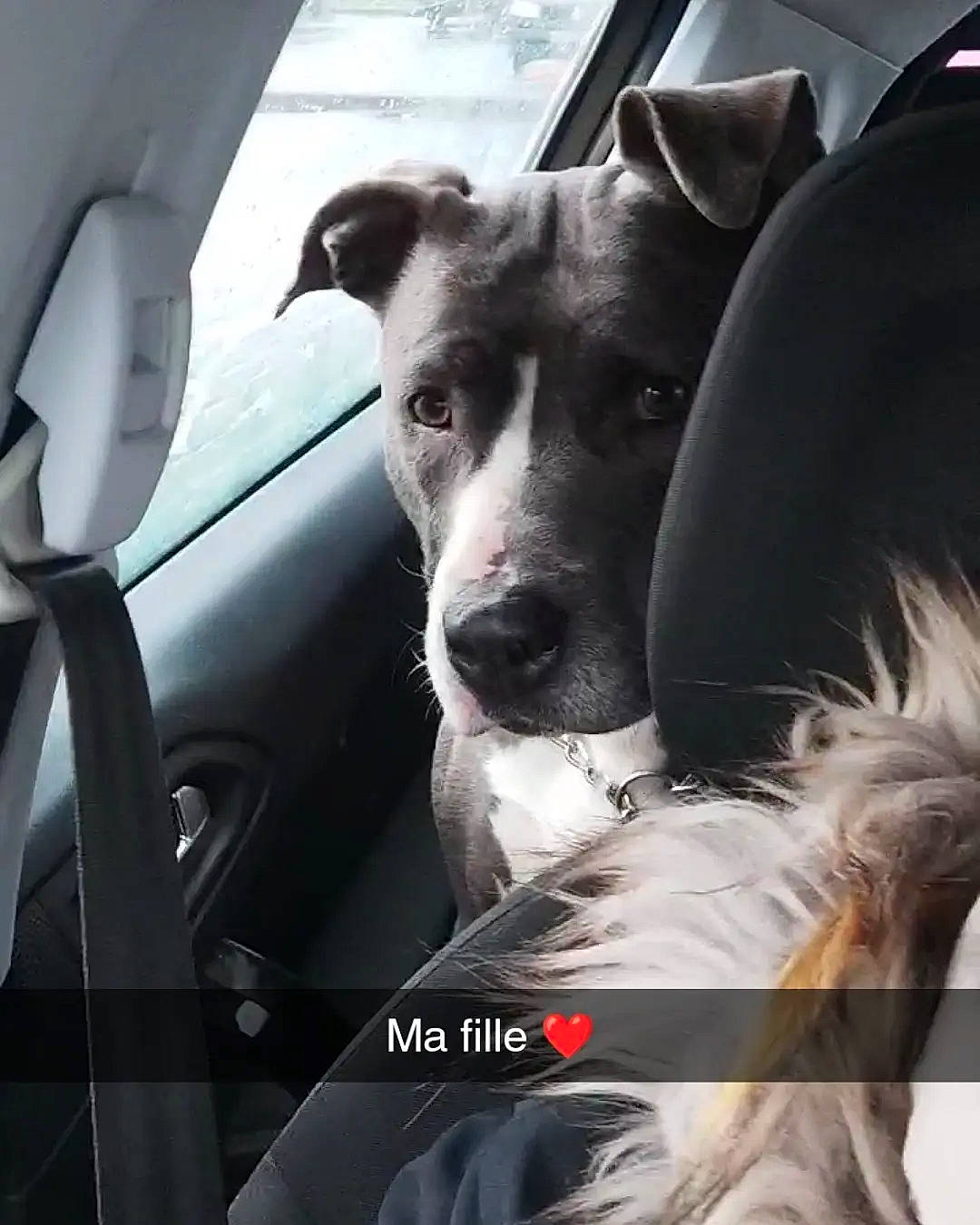 Boussa participe au concours pour gagner de l'argent avec cette photo : auto_part, automotive_exterior, automotive_mirror, canidae, car, car_seat, car_seat_cover, carnivore, collar, companion_dog, dog, dog_breed, motor_vehicle, seat_belt, snout, sporting_group, vehicle, vehicle_door, windshield, working_animal