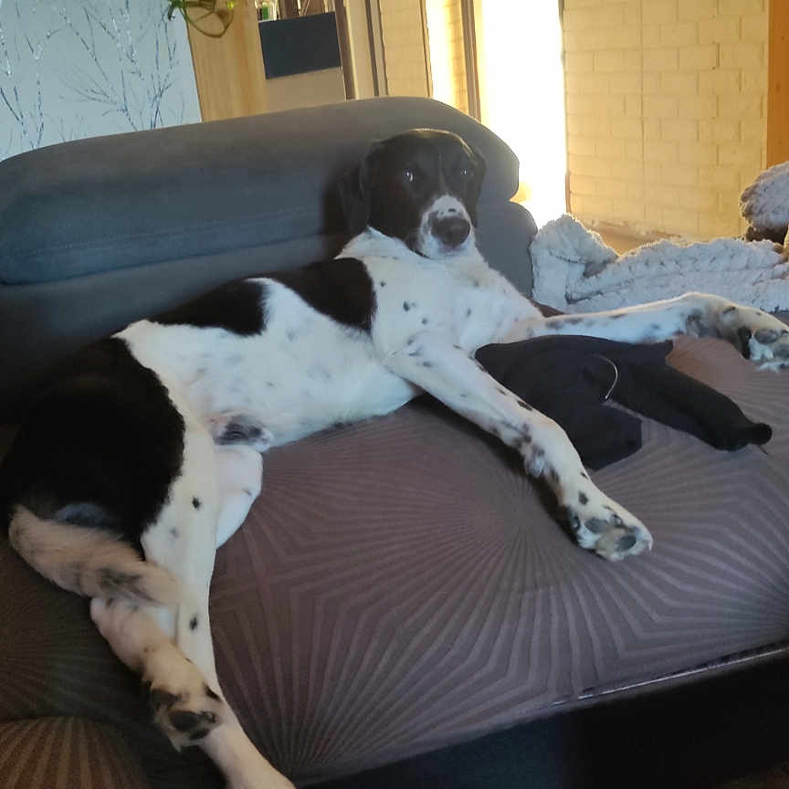 Réglisse a rejoint le concours — aidez-le/la à gagner de superbes lots ! animal, architecture, bed, bedroom, building, canine, couch, cushion, dalmatian, dog, furniture, greatdane, homedecor, hound, indoors, interiordesign, pet, pointer, puppy, room