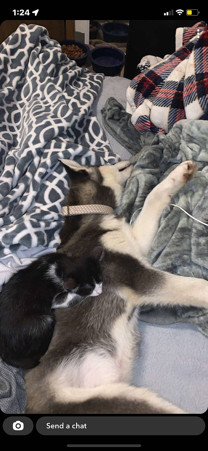 Lady Ganja joined the competition — help win amazing prizes! carnivore, comfort, companion_dog, denim, dog, dog_breed, fawn, felidae, fur, grey, human_leg, linens, pattern, paw, plaid, sleeve, small_to_medium_sized_cats, tail, tartan, working_animal