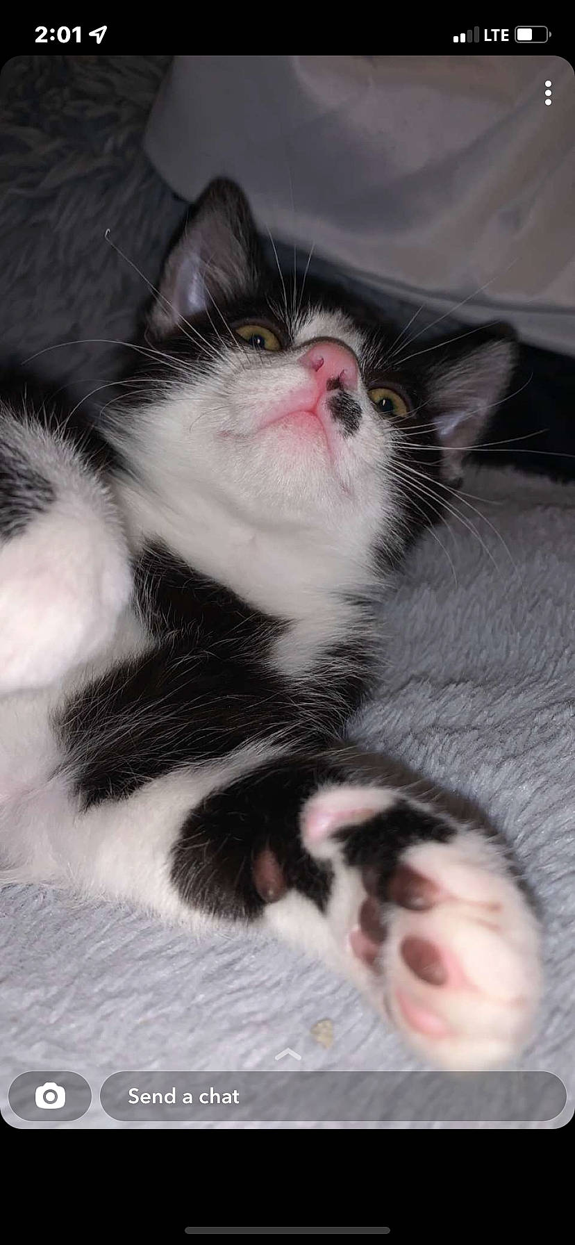 Lady Ganja joined the competition — help win amazing prizes! carnivore, cat, claw, close_up, domestic_short_haired_cat, felidae, foot, fur, paw, photography, small_to_medium_sized_cats, snout, tail, terrestrial_animal, whiskers