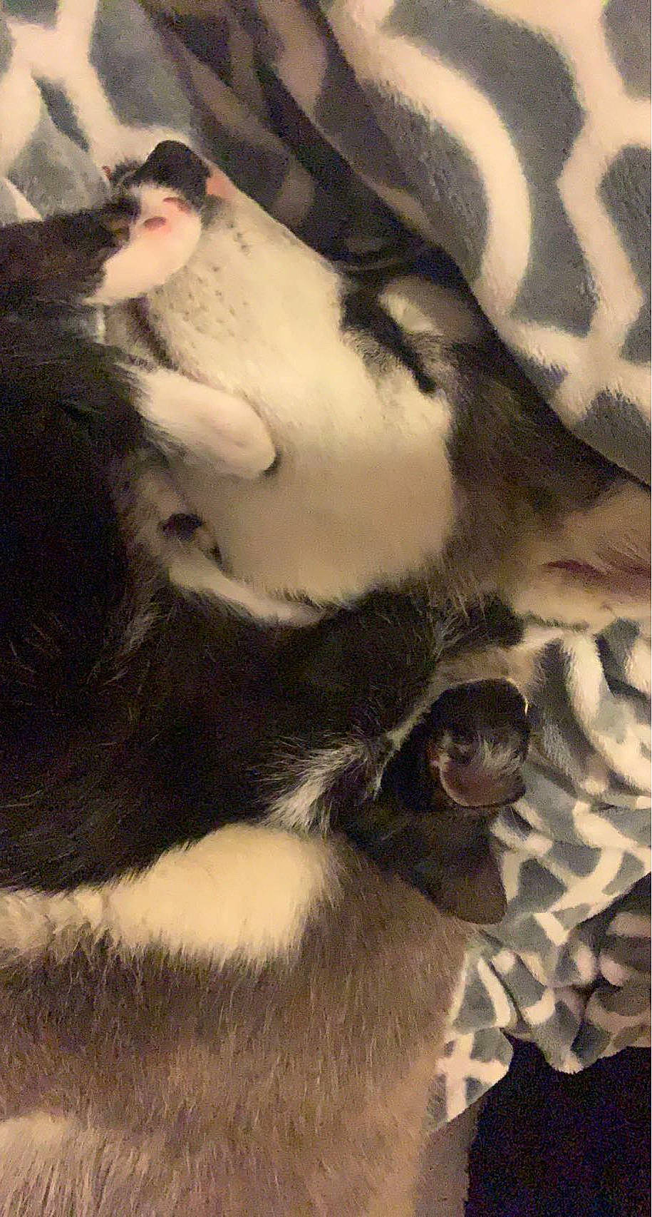 Lady Ganja joined the competition — help win amazing prizes! art, canidae, eyebrow, eyelash, fashion_accessory, fawn, flesh, fur, human_leg, jaw, monochrome, monochrome_photography, pattern, paw, shadow, snout, tints_and_shades, vintage_clothing, visual_arts, whiskers