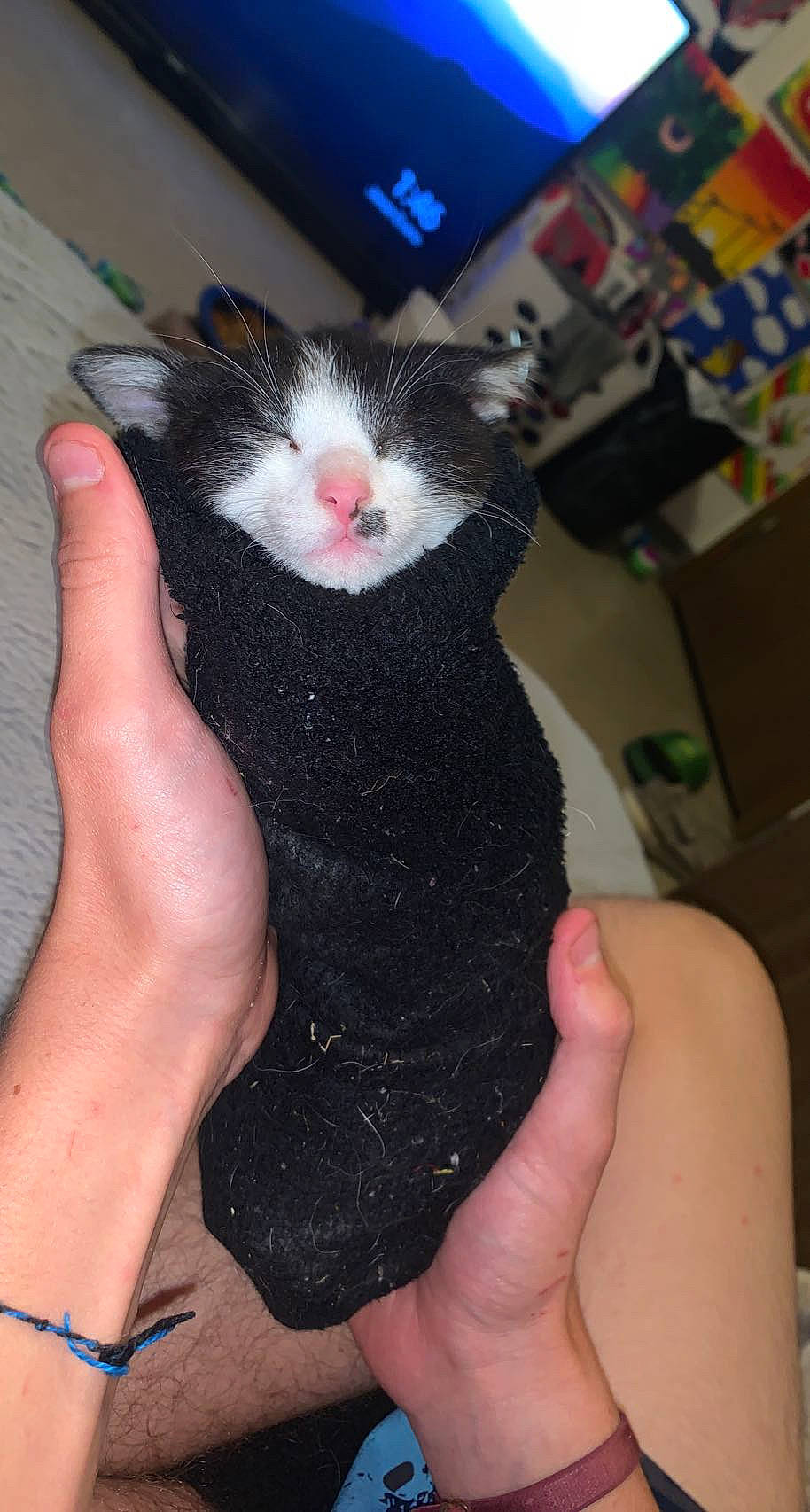 Lady Ganja joined the competition — help win amazing prizes! black_cat, carnivore, cat, claw, domestic_short_haired_cat, felidae, finger, foot, fur, gesture, hand, muroidea, nail, rodent, small_to_medium_sized_cats, snout, tail, thumb, whiskers, wrist