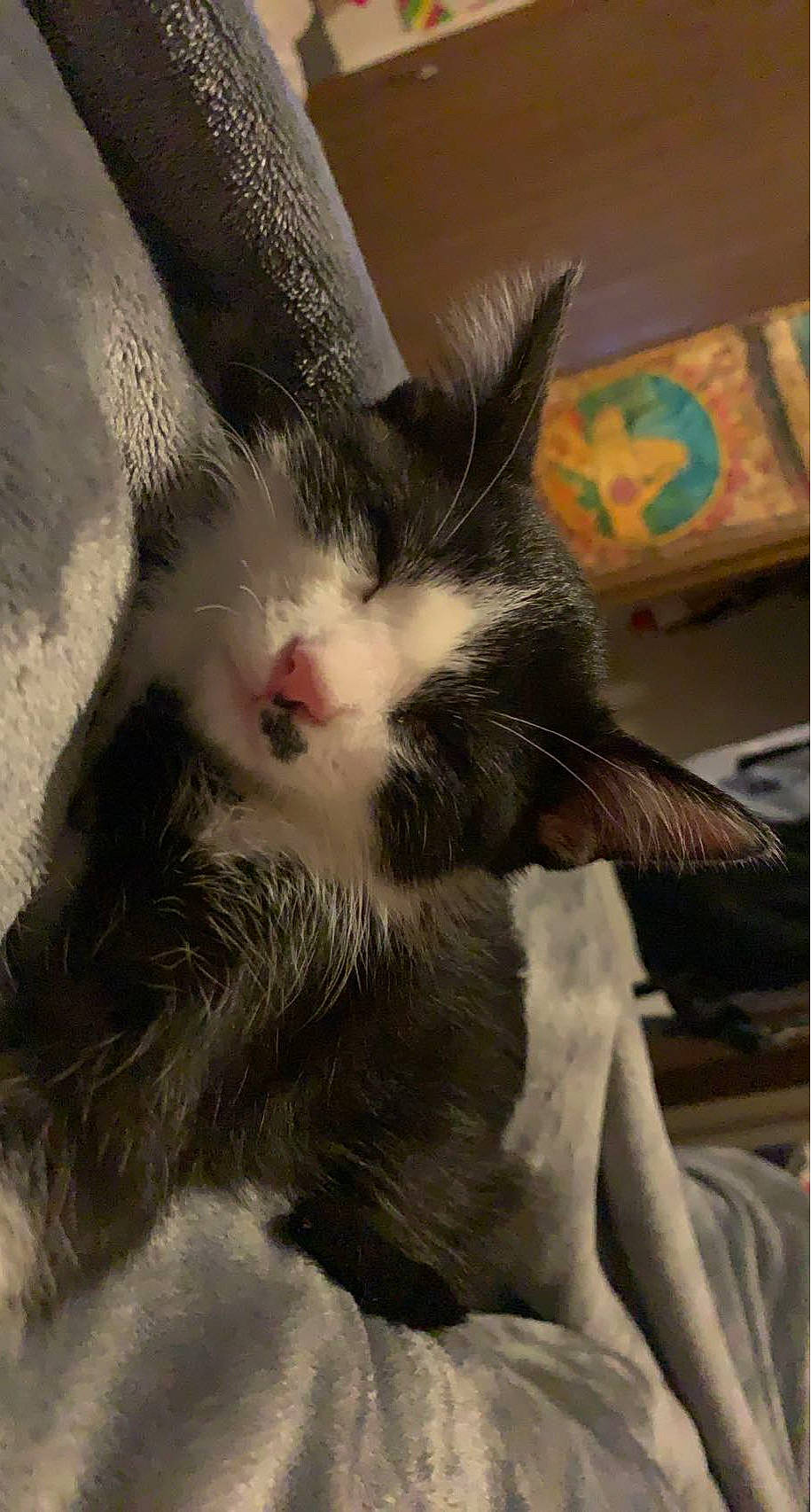 Lady Ganja joined the competition — help win amazing prizes! carnivore, cat, claw, comfort, comfort_food, companion_dog, domestic_short_haired_cat, eye, fawn, felidae, foot, fur, paw, sitting, small_to_medium_sized_cats, tail, whiskers