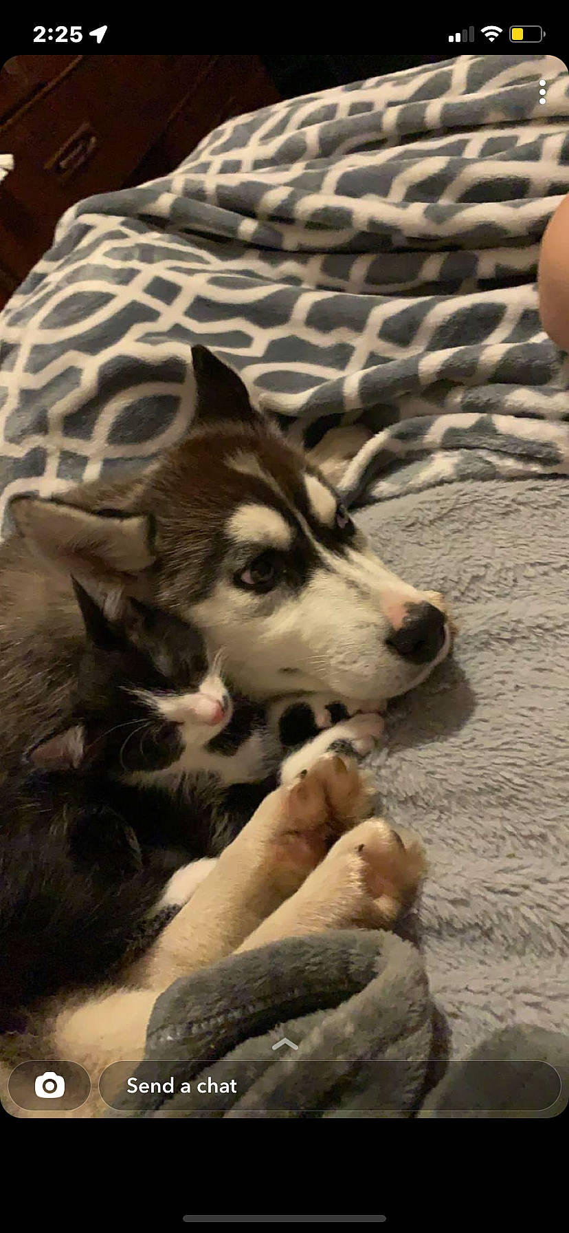 Ceasar is registered to the contest to win money with this photo: canidae, canis, carnivore, comfort, companion_dog, dog, dog_breed, fawn, flooring, fur, pattern, siberian_husky, sled_dog, snout, sporting_group, terrestrial_animal, whiskers, wolf, wood, working_dog