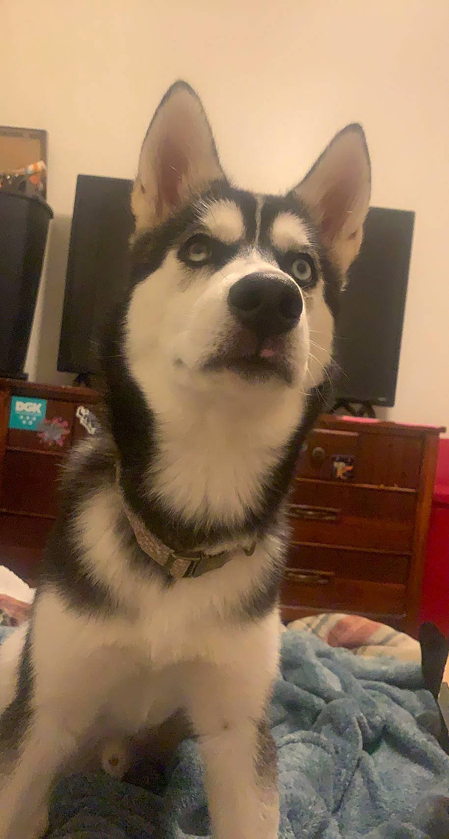 Ceasar joined the competition — help win amazing prizes! cabinetry, canidae, carnivore, chest, companion_dog, dog, dog_breed, drawer, flooring, fur, jaw, non_sporting_group, siberian_husky, sled_dog, snout, sporting_group, terrestrial_animal, whiskers, working_animal, working_dog