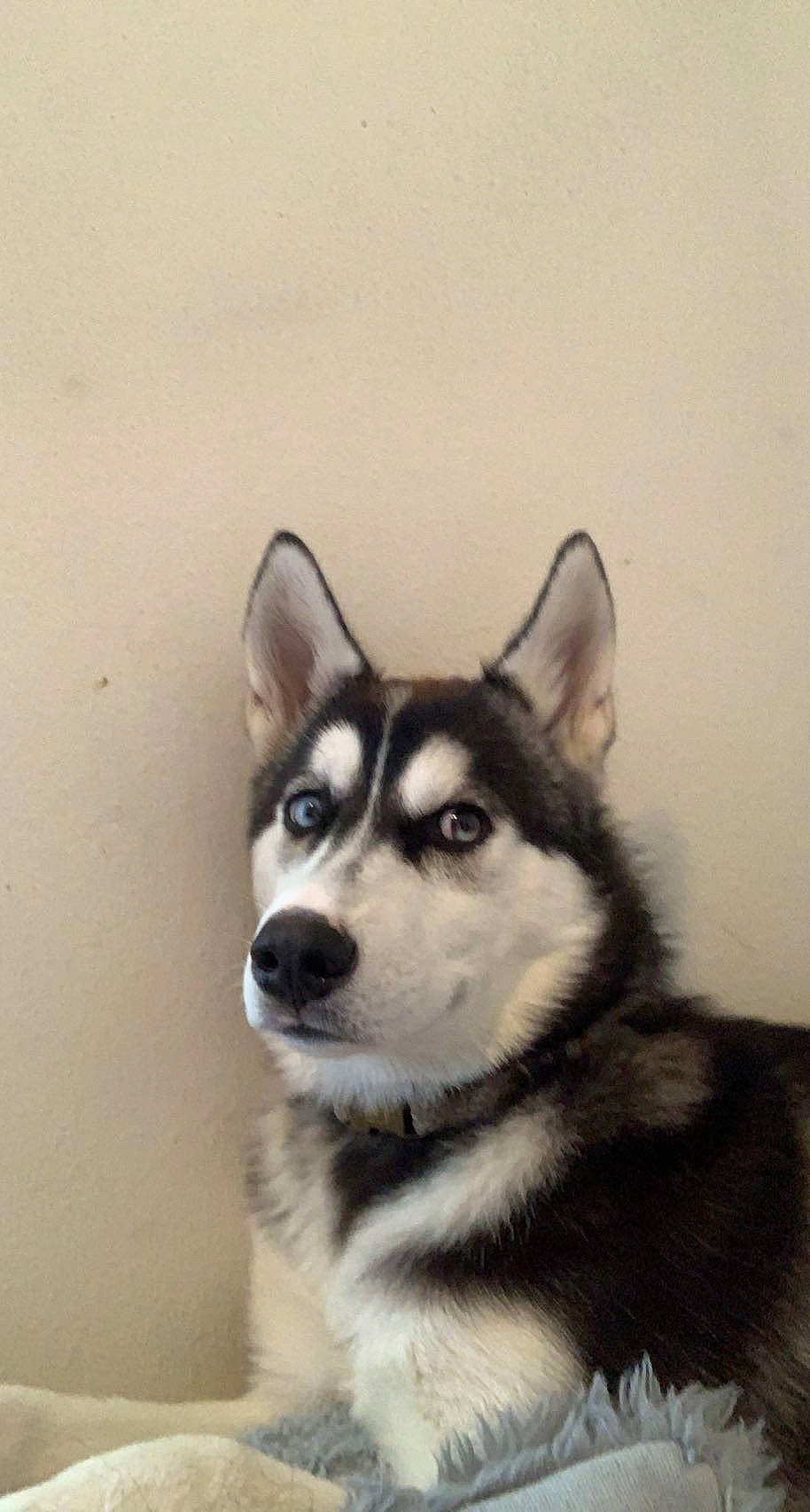 Ceasar joined the competition — help win amazing prizes! art, canidae, canis, carnivore, companion_dog, dog, dog_breed, fur, grey, miniature_siberian_husky, non_sporting_group, siberian_husky, sled_dog, sporting_group, terrestrial_animal, whiskers, wildlife, wolf, working_animal, working_dog