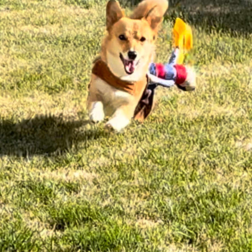 Fancy joined the competition — help win amazing prizes! accessories, animal, ball, canine, dog, field, grass, lawn, nature, outdoors, pet, plant, puppy, sport, strap, summer, tennis, tennisball, toy, yard