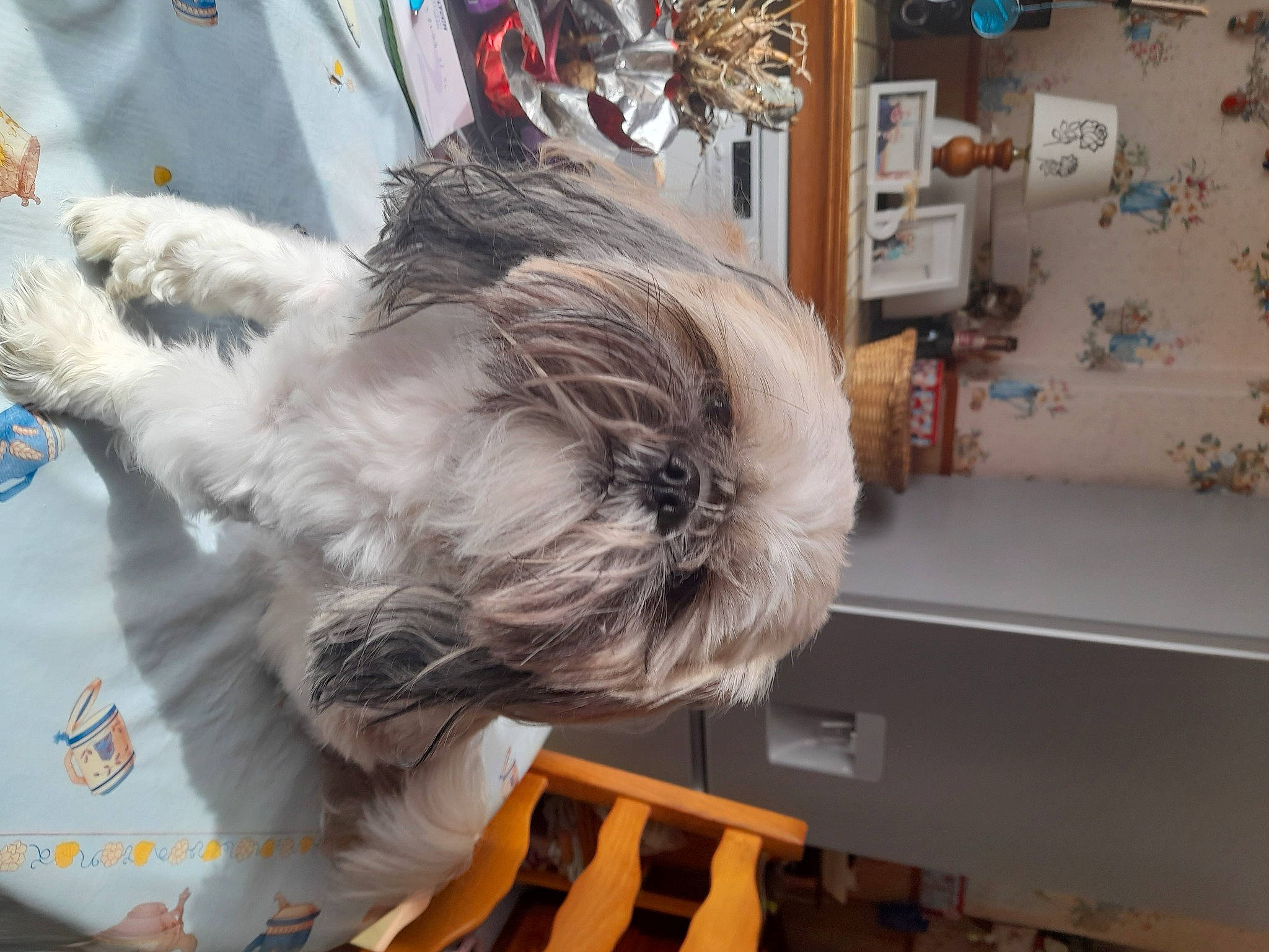 Roméo participe au concours pour gagner de l'argent avec cette photo : canidae, companion_dog, dog_breed, feather, felidae, fur, natural_material, small_terrier, sporting_group, tail, tree