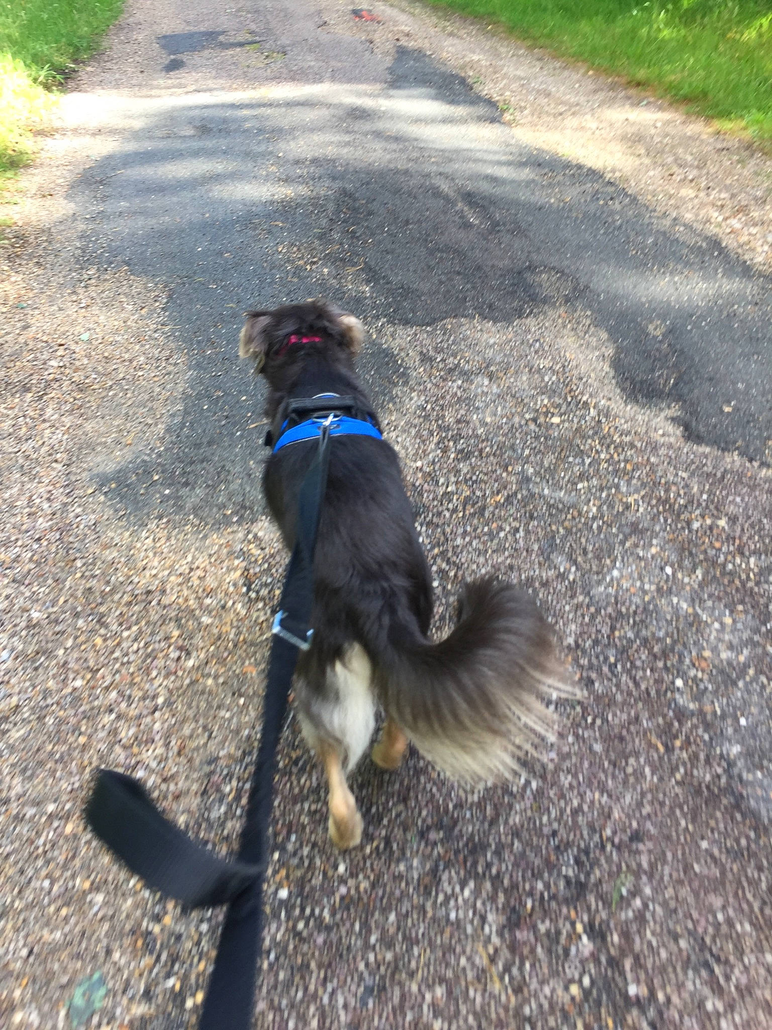 Olya a rejoint le concours — aidez-le/la à gagner de superbes lots ! adventure, asphalt, canidae, carnivore, companion_dog, dog, dog_breed, dog_walking, leash, road, road_surface, sporting_group, tail, walking