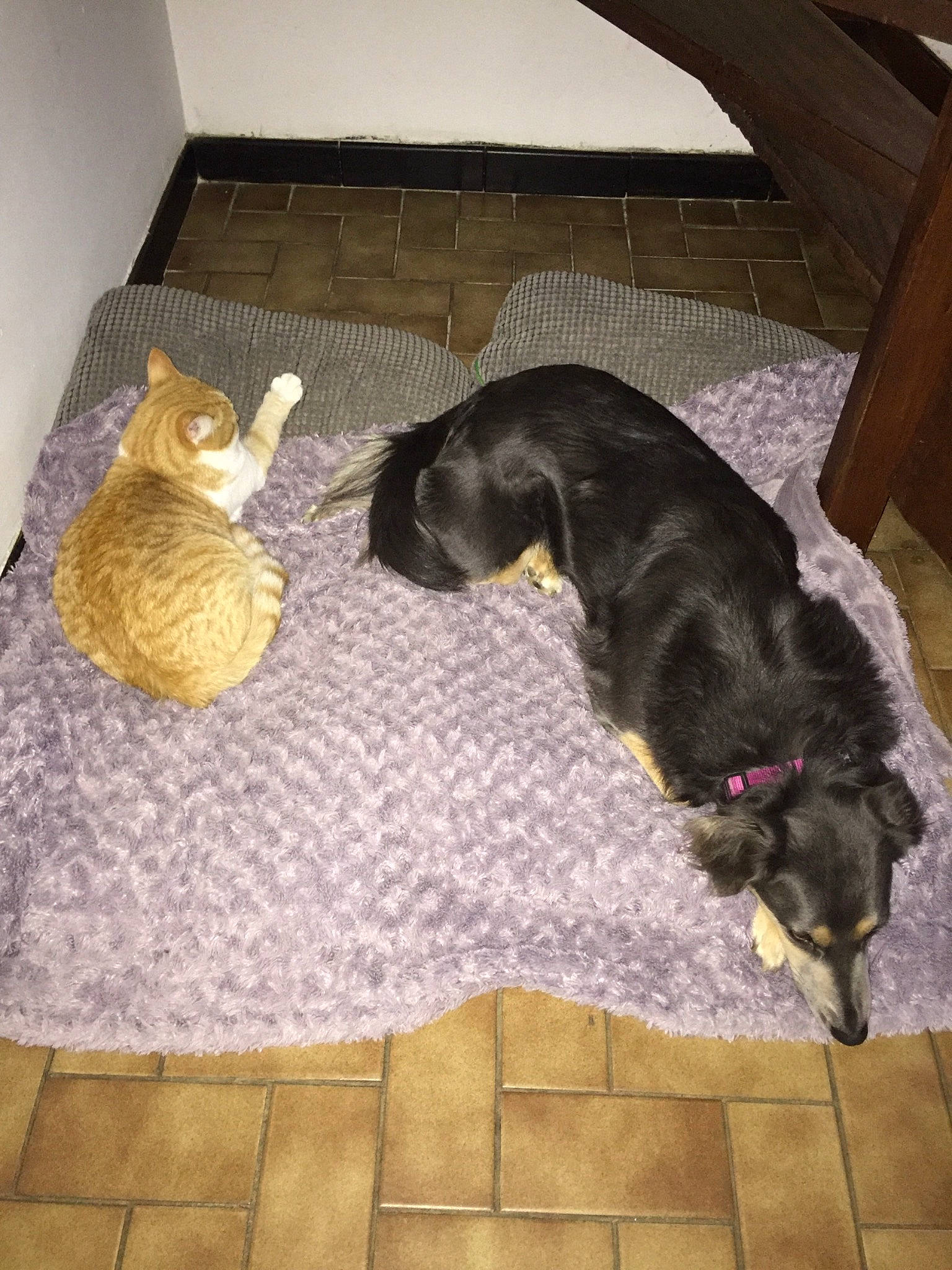 Olya participe au concours pour gagner de l'argent avec cette photo : canidae, carnivore, cat, dog, dog_breed, floor, flooring, guard_dog, sporting_group, tail