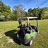 animal, blue_sky, canine, daytime, dog, field, golf_cart, grass, green, leisure, nature, outdoor, park, pet, recreation, scenic, small_dog, sunny, trees, vehicle