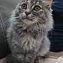 cat, fluffy, gray_tabby, pet, indoor, curious, animal, feline, whiskers, ears, eyes, sitting, blanket, soft, cute, domestic, fur, closeup, cozy, portrait