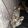 kitten, cat, pet, animal, feline, cute, fluffy, lap, paws, stretching, gray_cat, indoor, couch, quilted, relaxing, person, legs, cozy, home, domestic