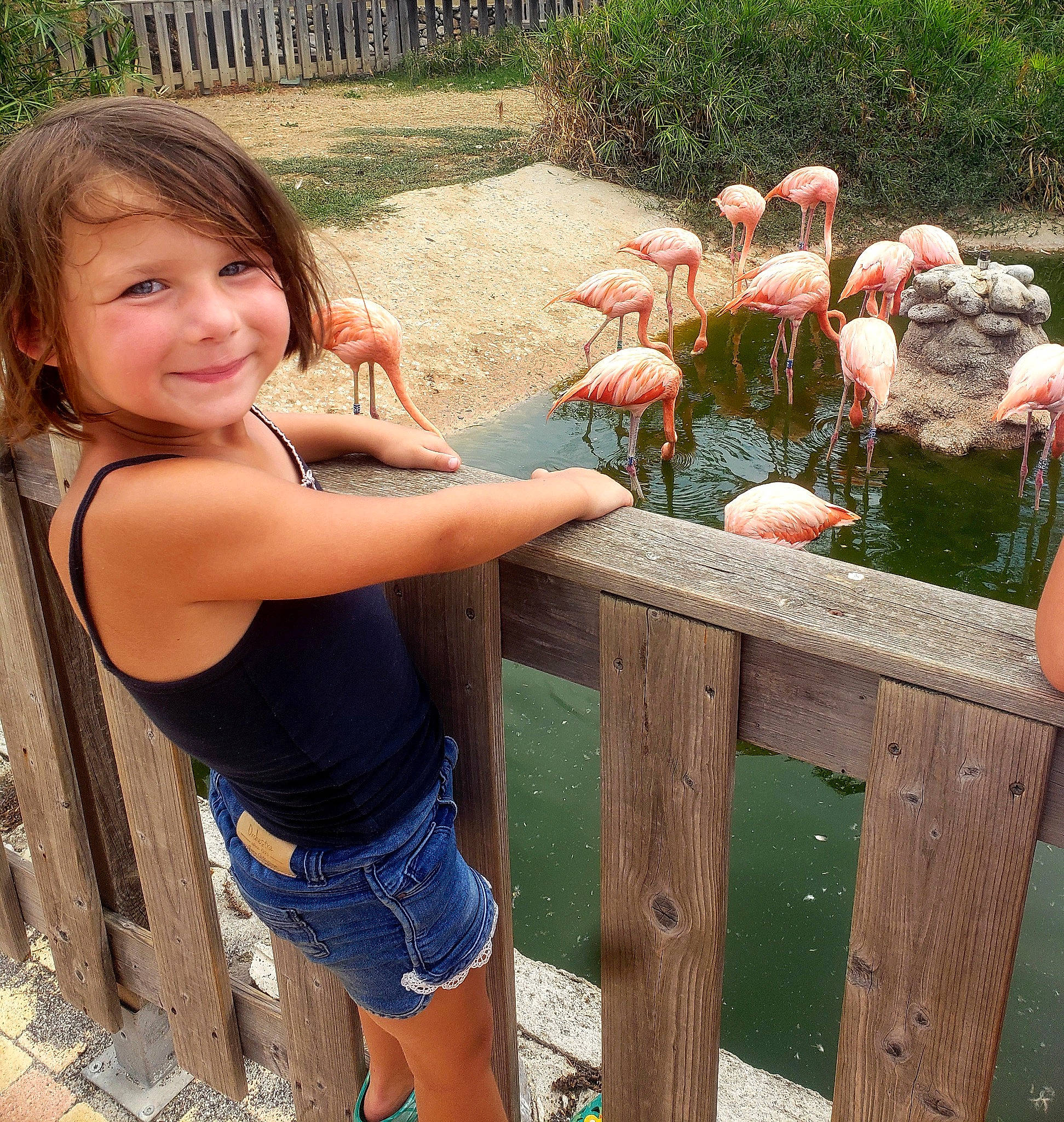 Tess a rejoint le concours — aidez-le/la à gagner de superbes lots ! bird, fence, flamingo, fun, grass, greater_flamingo, human_body, human_leg, joy, landscape, leisure, person, plant, recreation, shorts, sleeveless_shirt, smile, t_shirt, terrestrial_plant, thigh