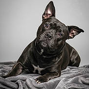 Sablo joined the competition — help win amazing prizes! alert, animal, black_dog, blanket, canine, collar, cute, dog, domestic_animal, ears, fur, gray_background, head_tilt, indoor, lying_down, mammal, pet, portrait, resting, studio_photo