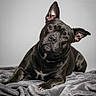 alert, animal, black_dog, blanket, canine, collar, cute, dog, domestic_animal, ears, fur, gray_background, head_tilt, indoor, lying_down, mammal, pet, portrait, resting, studio_photo