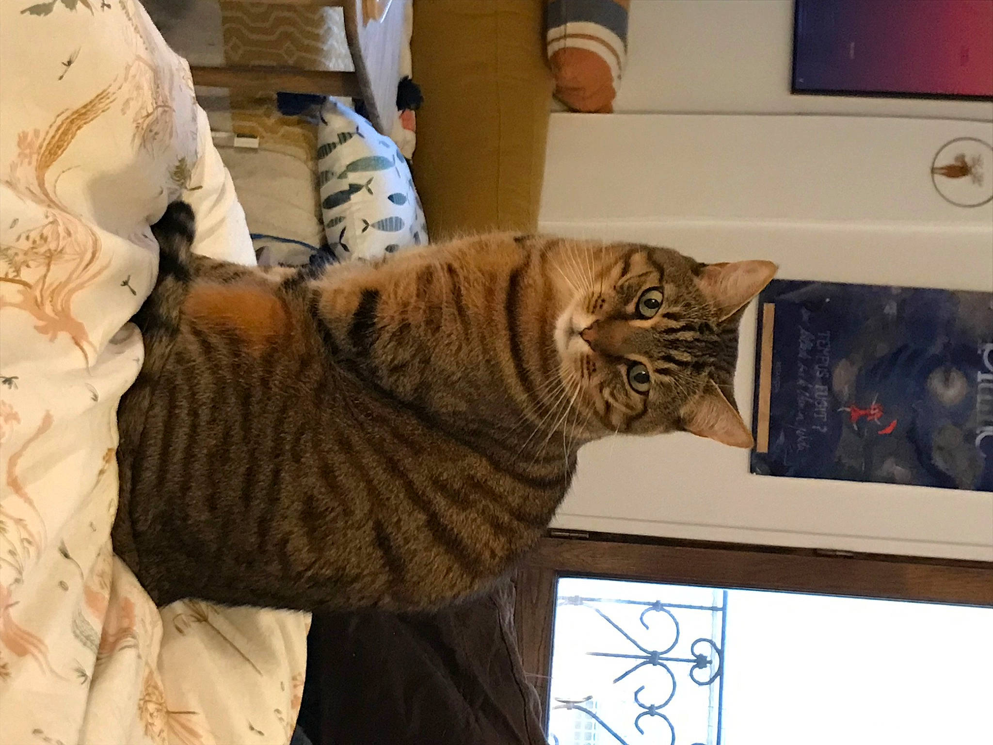 Gnocchi a rejoint le concours — aidez-le/la à gagner de superbes lots ! big_cats, carnivore, cat, claw, comfort, domestic_short_haired_cat, felidae, fur, gesture, home_appliance, military_camouflage, pattern, paw, room, small_to_medium_sized_cats, tail, washing_machine, whiskers, wood