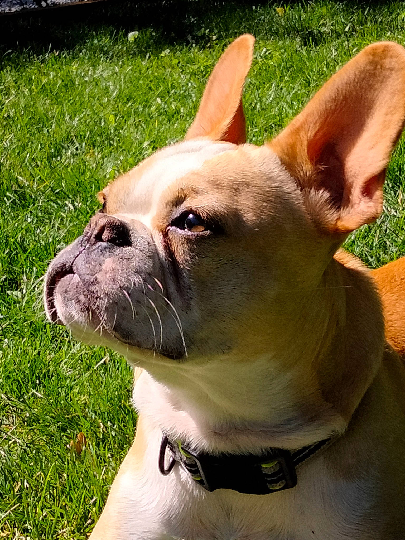 Vinnie joined the competition — help win amazing prizes! bulldog, canidae, carnivore, collar, companion_dog, dog, dog_breed, dog_collar, ear, eye, fawn, grass, non_sporting_group, plant, snout, sporting_group, terrestrial_animal, whiskers, working_animal, wrinkle