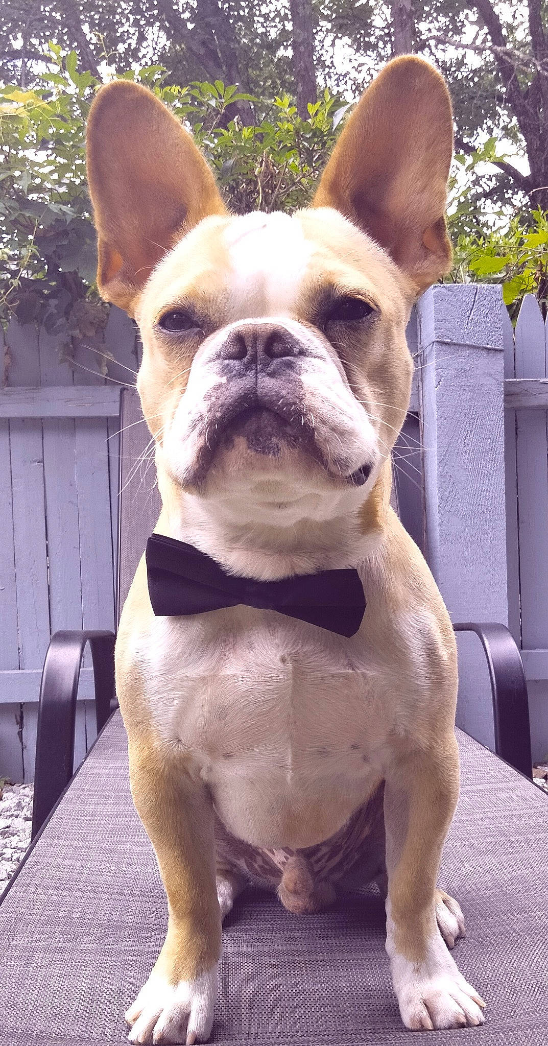 Vinnie is registered to the contest to win money with this photo: boston_terrier, bulldog, canidae, carnivore, collar, companion_dog, dog, dog_breed, dog_collar, ear, fawn, grass, non_sporting_group, snout, sporting_group, terrestrial_animal, toy_dog, whiskers, working_animal, wrinkle